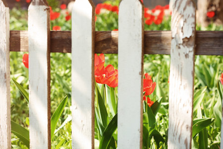 View of beautiful spring flowers in garden through fence on sunny dayの写真素材