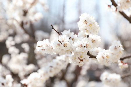 Beautiful apricot tree branches with tiny tender flowers outdoors. Awesome spring blossomの写真素材