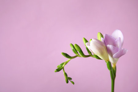 Beautiful freesia with fragrant flowers on color background. Space for textの写真素材
