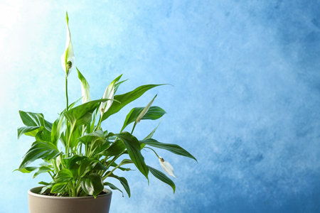 Pot with peace lily on color background. Space for textの写真素材