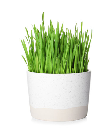 Pot with sprouted wheat grass isolated on whiteの写真素材