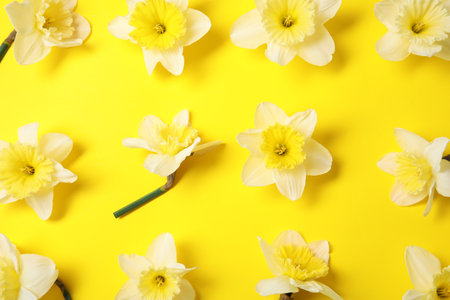 Flat lay composition with daffodils on color background. Fresh spring flowersの写真素材