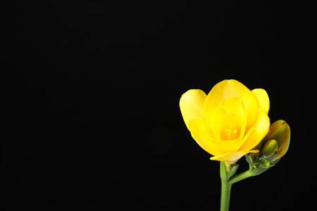 Beautiful freesia with fragrant flowers on black background. Space for textの写真素材