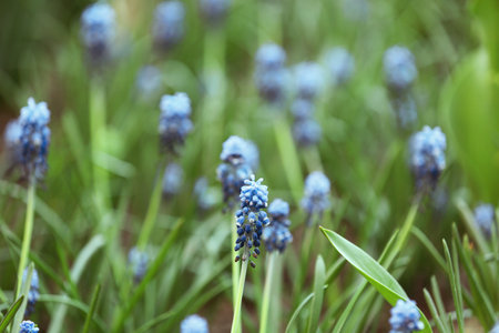 Many beautiful spring muscari flowers in gardenの写真素材