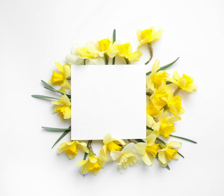Beautiful daffodils and card on white background, top view with space for text. Fresh spring flowersの写真素材