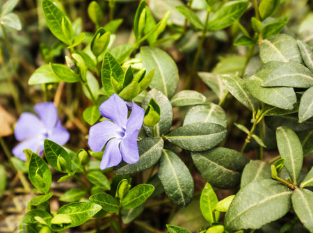Beautiful periwinkles in garden, space for text. Blooming spring flowersの写真素材