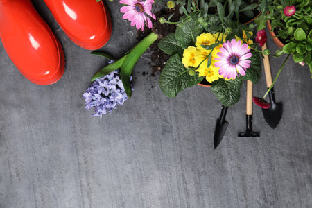 Flat lay composition with gardening equipment and flowers on color background, space for textの写真素材