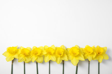 Composition with daffodils on white background, top view. Fresh spring flowersの写真素材