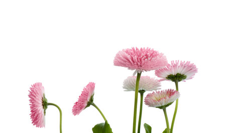 Beautiful blooming daisies against white background. spring flowersの写真素材