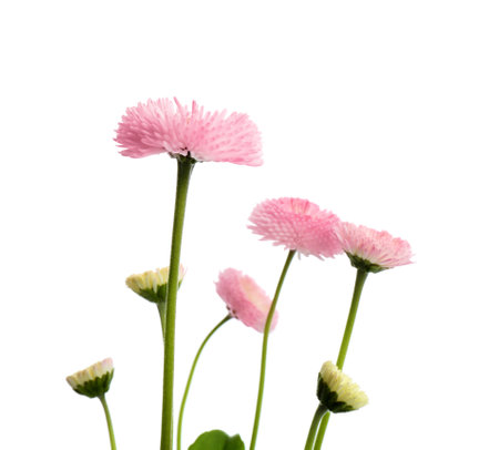 Beautiful blooming daisies against white background. spring flowersの写真素材