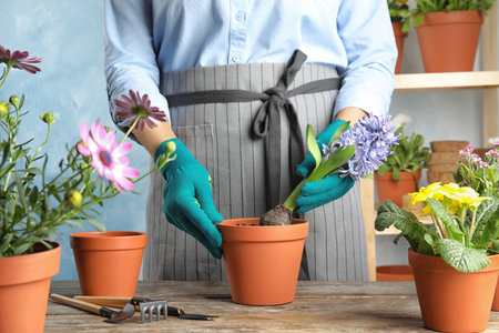 Woman taking care of flowers indoors, closeup. home gardeningの写真素材