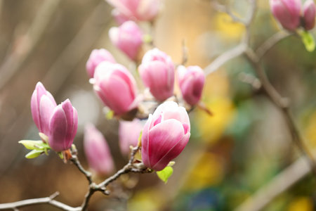Magnolia tree with beautiful flowers outdoors, closeup. Amazing spring blossomの写真素材