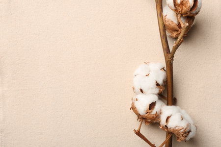 Branch with cotton flowers on fabric, top view. Space for textの写真素材