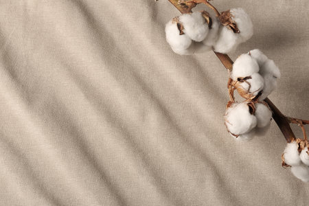 Branch with cotton flowers on fabric, view from above. Space for textの写真素材