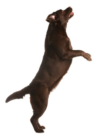 Chocolate labrador retriever jumping on white backgroundの写真素材