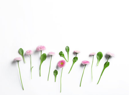 Flat lay composition with blooming daisies and space for text on white background. spring flowersの写真素材