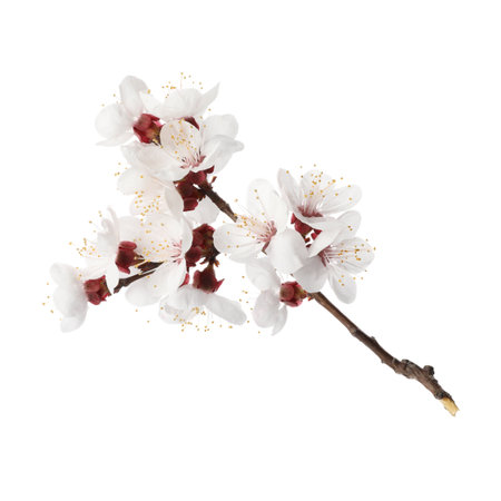 Branch with beautiful fresh spring flowers on white backgroundの写真素材