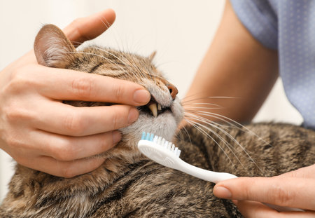 Woman cleaning cat's teeth with toothbrush, closeupの写真素材