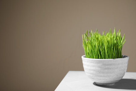 Bowl with fresh wheat grass on table against color background, space for textの写真素材