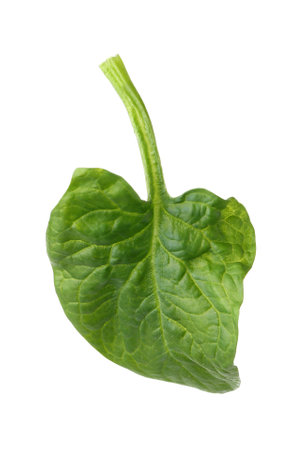 Fresh leaf of spinach isolated on whiteの写真素材