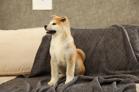 Cute akita inu puppy on sofa in living roomの写真素材