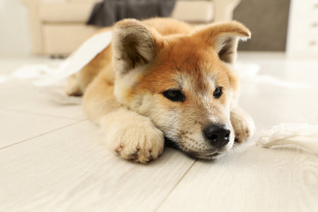 Cute akita inu puppy lying on floor indoorsの写真素材