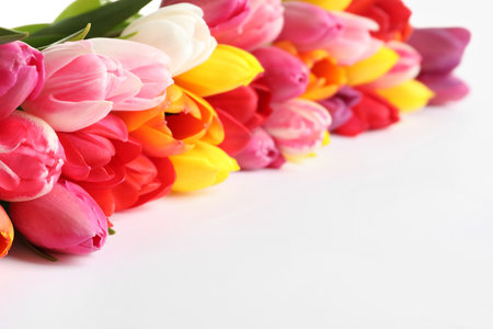 Beautiful bright tulips on white background. spring flowersの写真素材