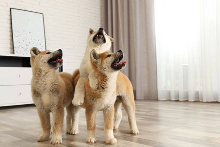 Cute akita inu puppies on floor at homeの写真素材