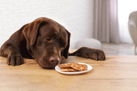Chocolate labrador retriever at table with plate of cookies indoorsの写真素材