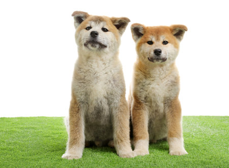 Cute akita inu puppies on artificial grass against white backgroundの写真素材