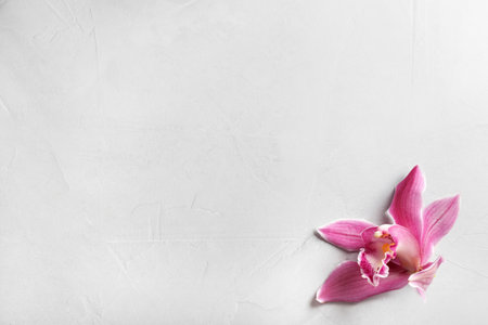 Beautiful tropical orchid flower on gray background, top view. Space for textの写真素材