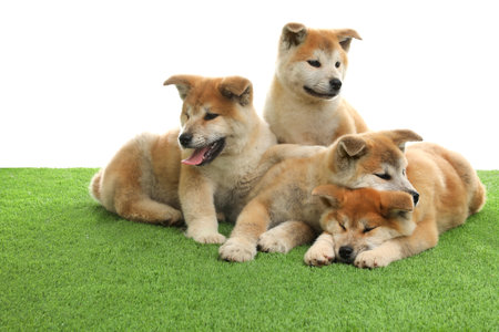 Cute akita inu puppies on artificial grass against white backgroundの写真素材