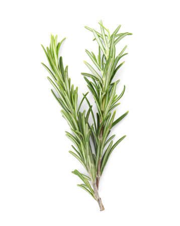 Fresh green rosemary twigs on white background, top viewの写真素材