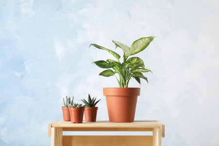 Potted plants on wooden crate against color background. home plantの写真素材