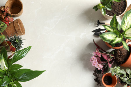 Flat lay composition with pots, home plants and gardening tools on light background. Space for textの写真素材