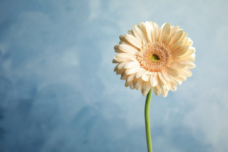 Beautiful bright gerbera flower on color background. Space for textの写真素材