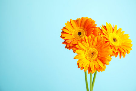 Bouquet of beautiful bright gerbera flowers on color background. Space for textの写真素材