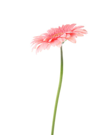 Beautiful bright gerbera flower on white backgroundの写真素材