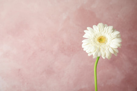 Beautiful bright gerbera flower on color background. Space for textの写真素材