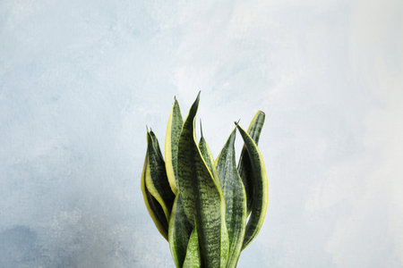 Beautiful sansevieria plant against light background. home decor