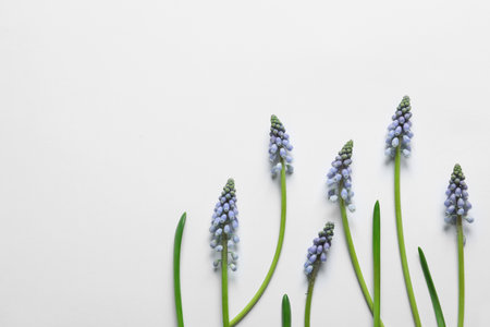 Flat lay composition with beautiful spring muscari flowers on light background, space for textの写真素材