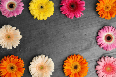 Composition with beautiful bright gerbera flowers on gray background, top view. Space for textの写真素材