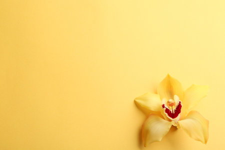 Beautiful tropical orchid flower on color background, top view. Space for textの写真素材