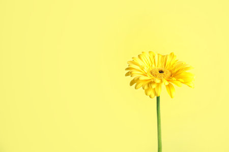 Beautiful bright gerbera flower on color background. Space for textの写真素材