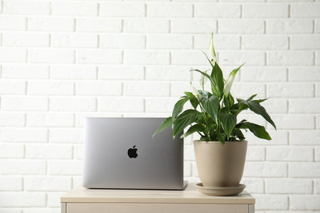 Spathiphyllum plant in pot and laptop on table near brick wall, space for text. home decor