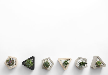Different succulents on white background, top view