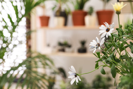 Stylish interior with potted plants, focus on beautiful daisy flowers. Space for textの写真素材
