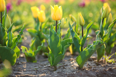 Field with fresh beautiful tulips. Blooming spring flowersの写真素材