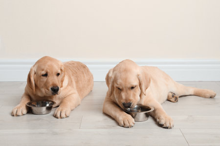 Cute yellow labrador retriever puppies with feeding bowls on floor indoors. Space for text