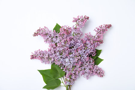 Blossoming lilac flowers on white background, top viewの写真素材